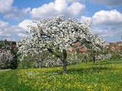 obstbaum